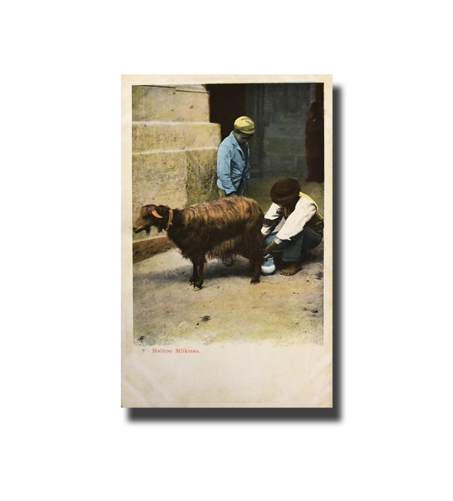 Malta Postcard Vincenzo Galea Maltese Milkman New Unappropriated Undivided Back